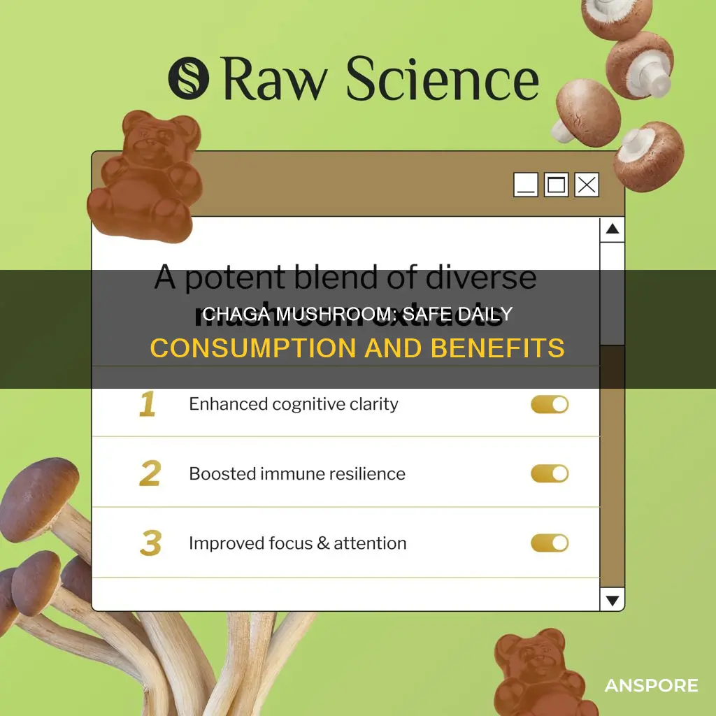 how often should you consume chaga mushroom