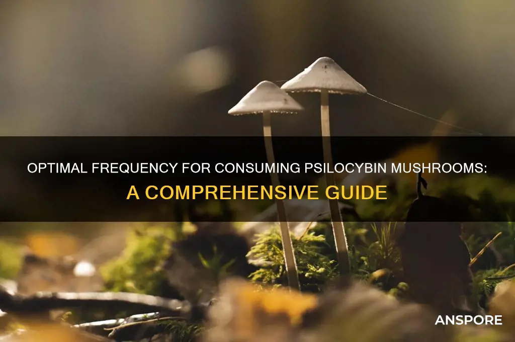 how often should you eat psylocibin mushrooms