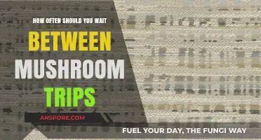 Best Practices for Timing Your Mushroom Trips