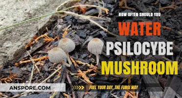 Watering Psilocybe Mushrooms: How Frequently for Optimal Growth?
