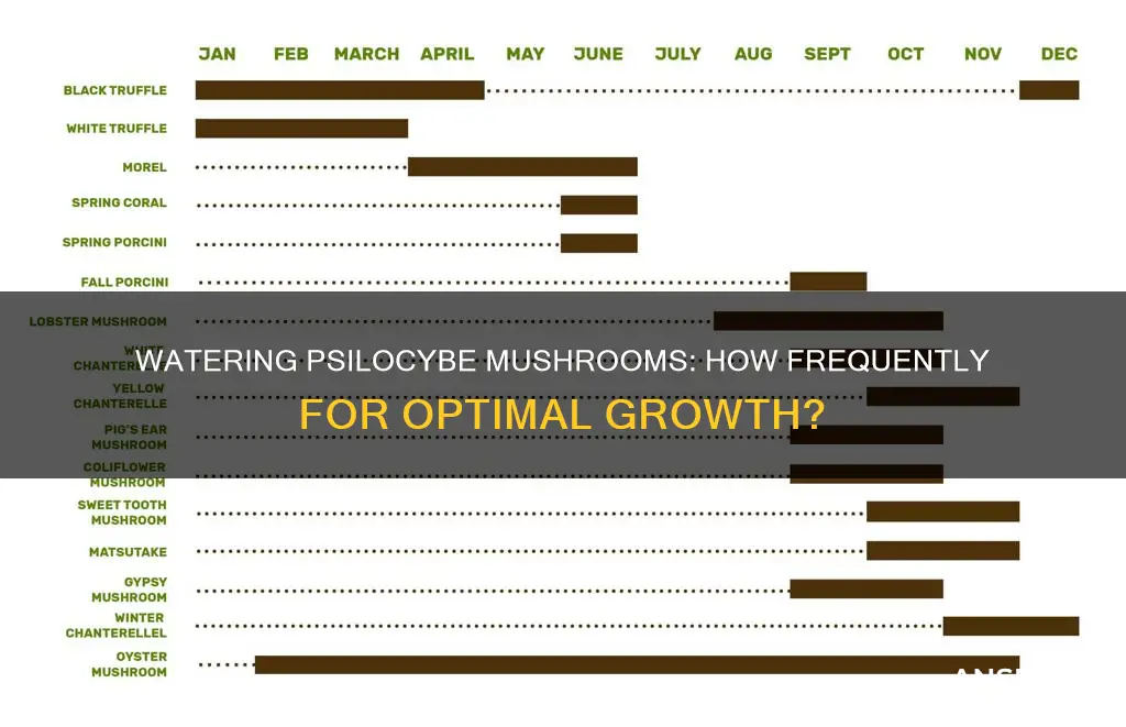 how often should you water psilocybe mushrooms