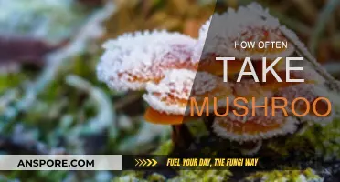Mushroom Consumption: How Frequently Should You Take Them?
