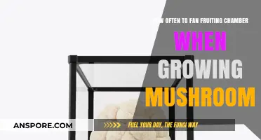 Optimal Mushroom Growth: How Often to Fan Fruiting Chambers