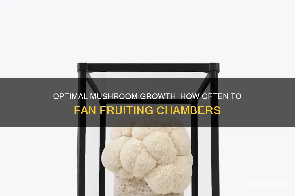 how often to fan fruiting chamber when growing mushrooms