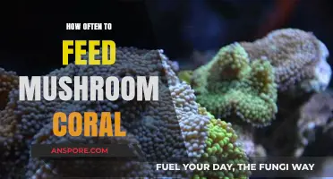 Feeding Schedule for Mushroom Corals: How Often to Feed?