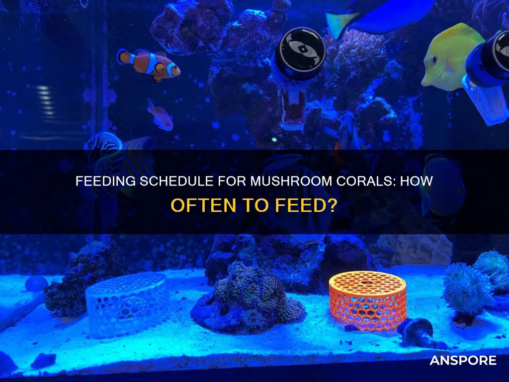 how often to feed mushroom coral