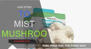 Mushroom Care: Misting Frequency for Healthy Growth