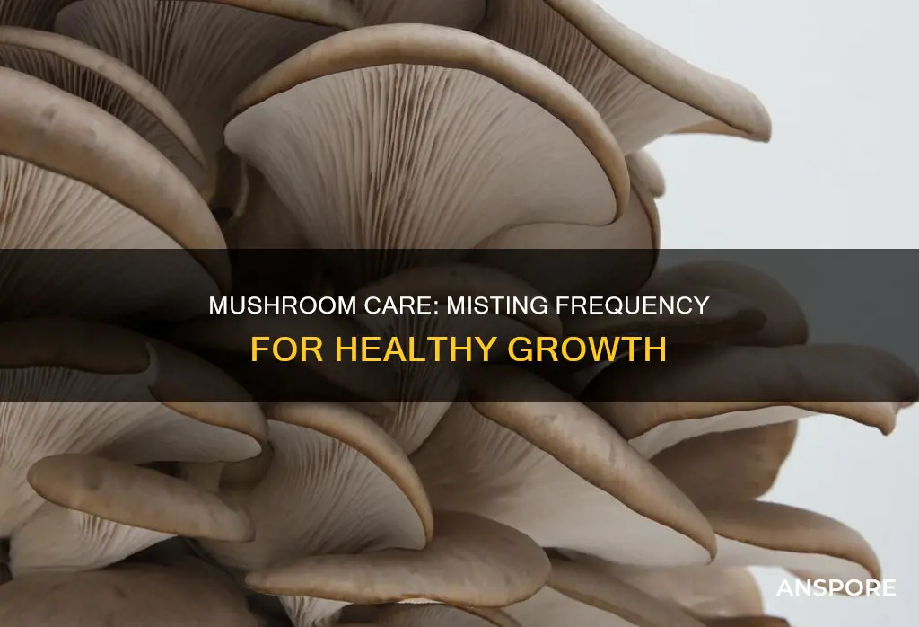how often to mist mushrooms