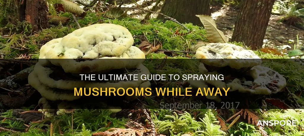 how often to spray mushrooms when not at home
