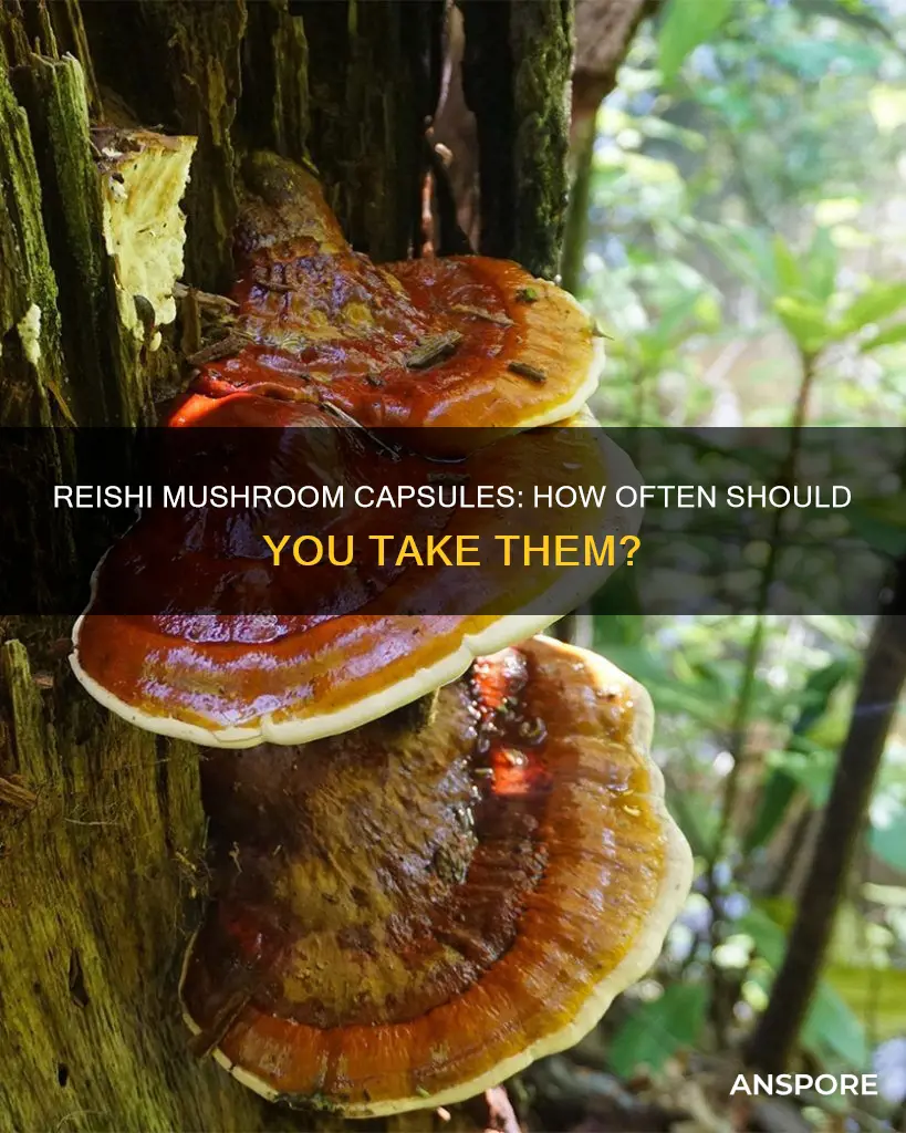 how often to take reishi mushroom capsules