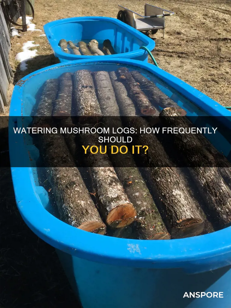 how often to water mushroom logs