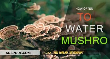 Watering Mushrooms: How Frequently Should You Do It?