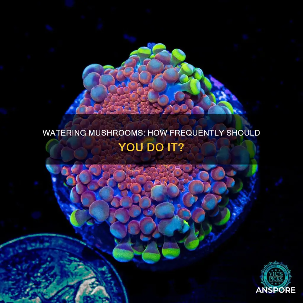 how often to water mushrooms