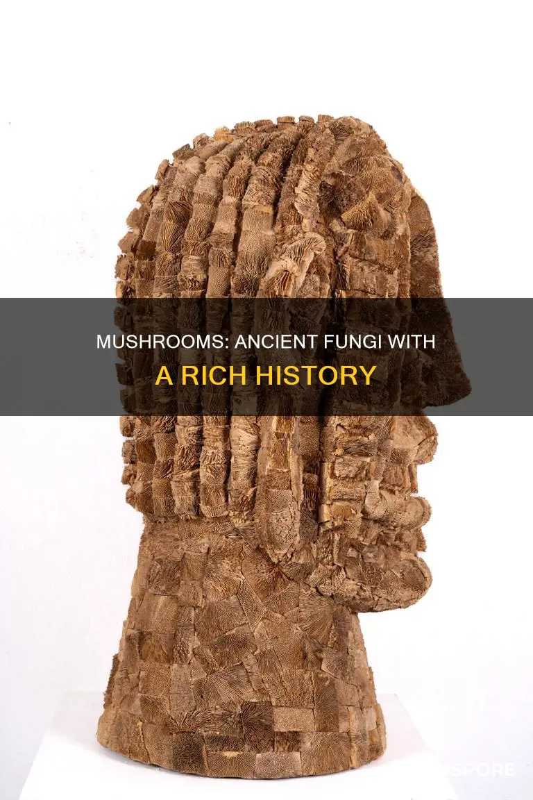 how old are mushrooms