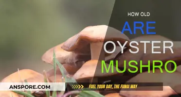 The Ancient Oyster Mushroom: A Culinary Classic