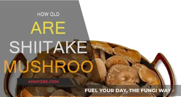 Shiitake Mushrooms: Ancient Fungi, Modern Superfood