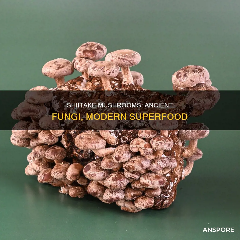 how old are shiitake mushrooms