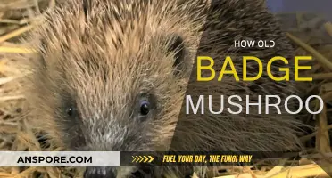 Badger and Mushroom: Their Ancient Story