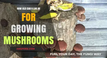 Aging Logs: Optimal Age for Successful Mushroom Cultivation Explained