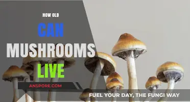 Unveiling the Surprising Lifespan of Mushrooms: How Long Do They Live?