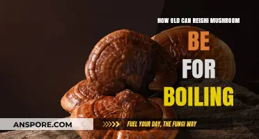 Boiling Reishi Mushrooms: Optimal Age for Maximum Health Benefits