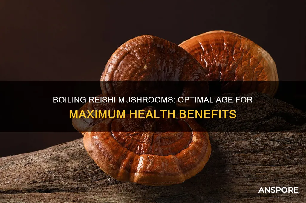 how old can reishi mushroom be for boiling