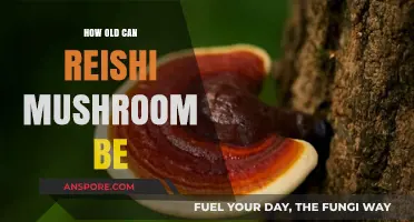 Exploring the Lifespan of Reishi Mushrooms: How Old Can They Get?