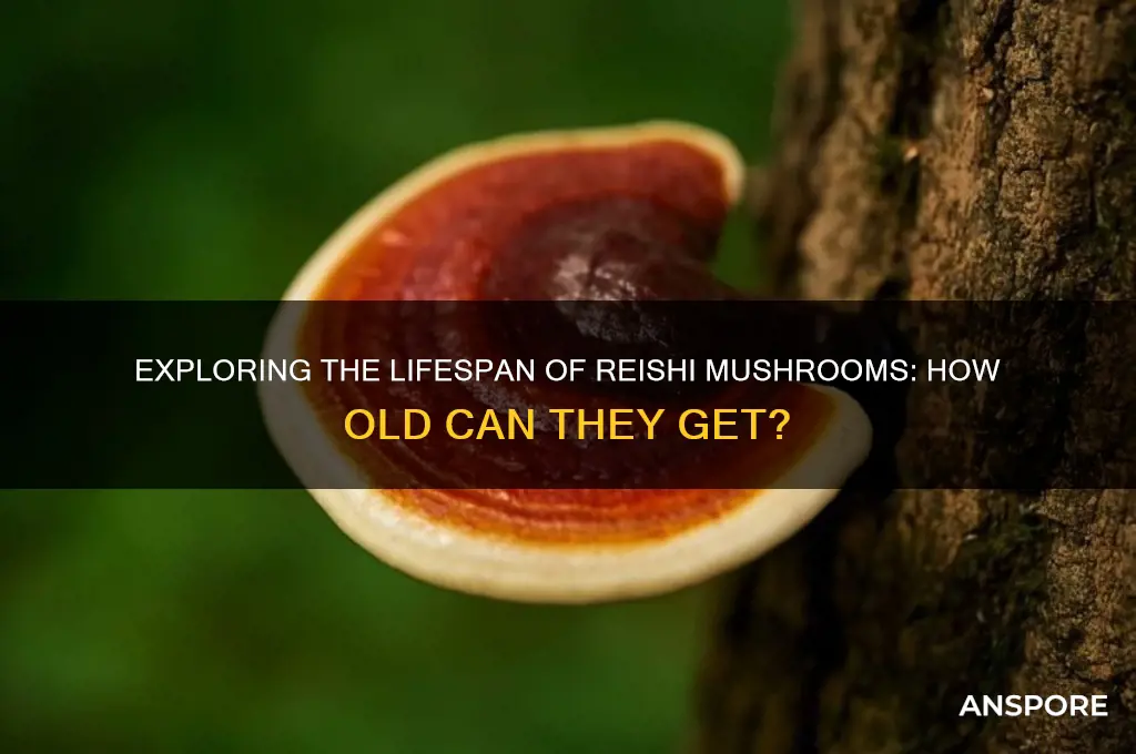 how old can reishi mushroom be