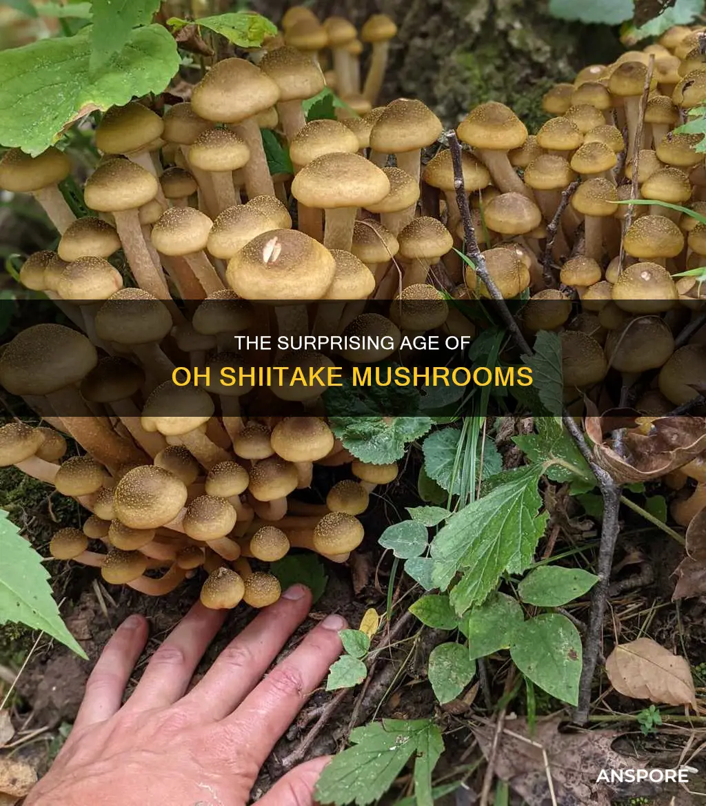 how old is oh shiitake mushrooms