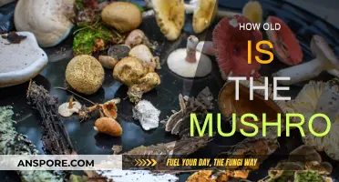 Ancient Mushrooms: Their Age and Evolution