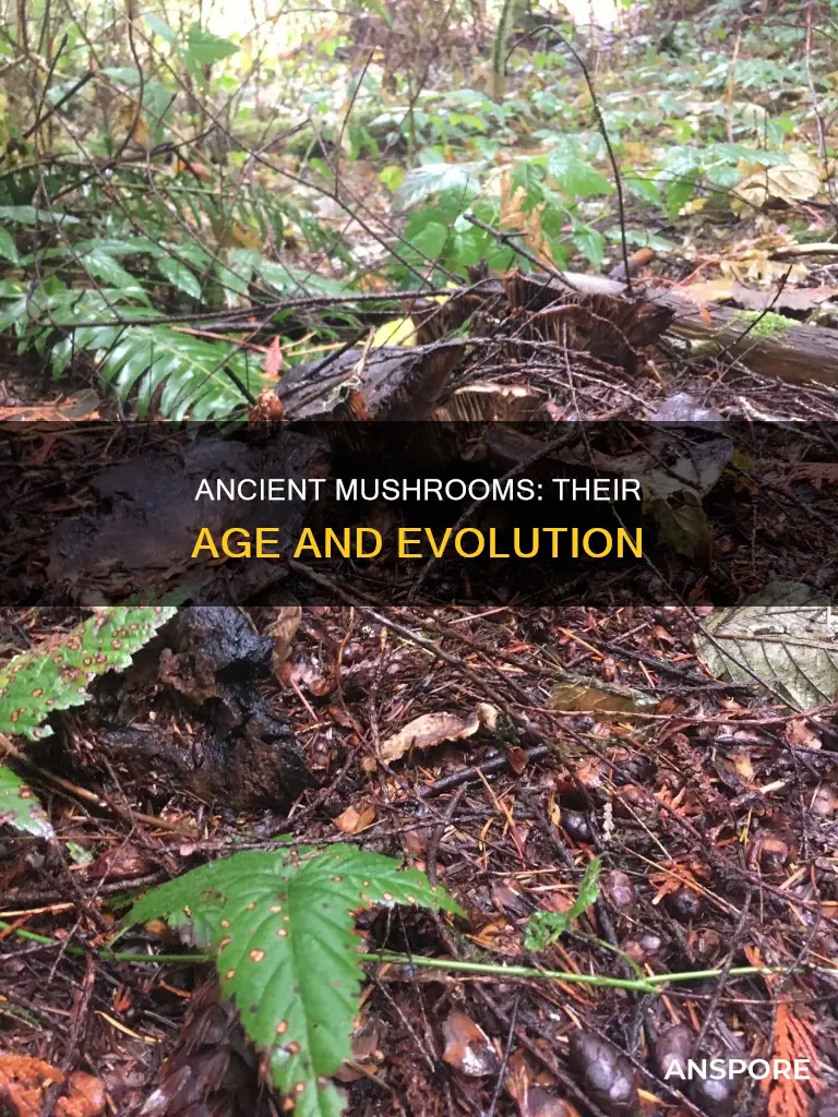 how old is the mushroom