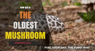 Ancient Mushrooms: The Oldest Living Organisms