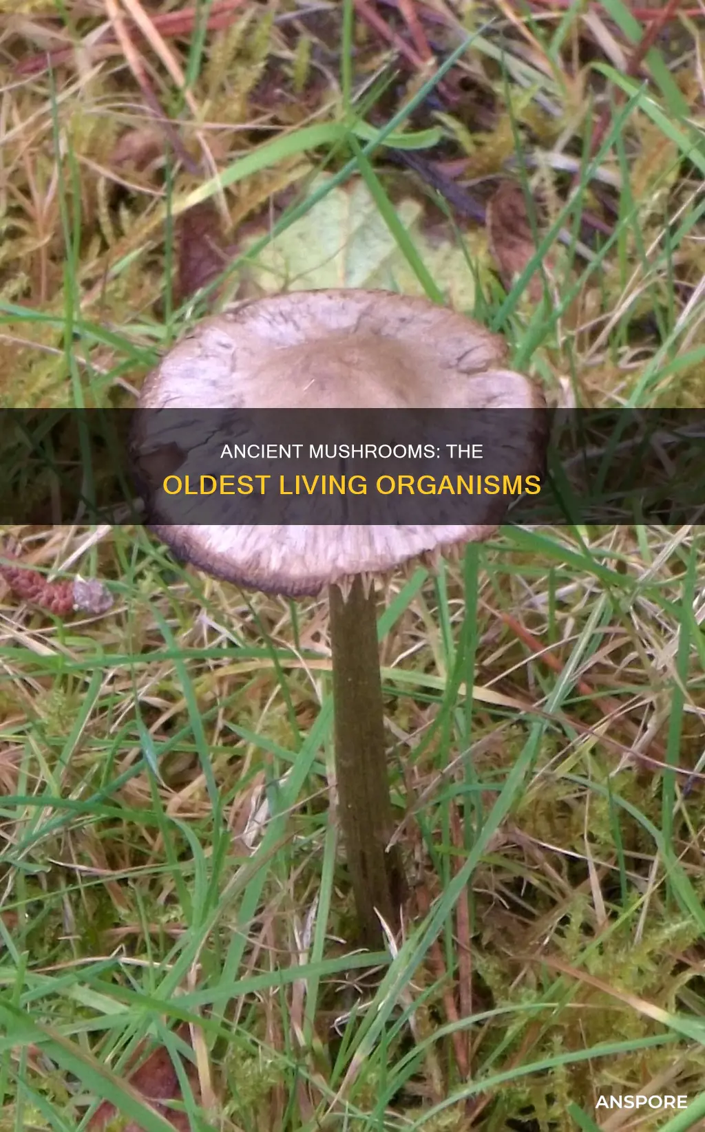 how old is the oldest mushroom