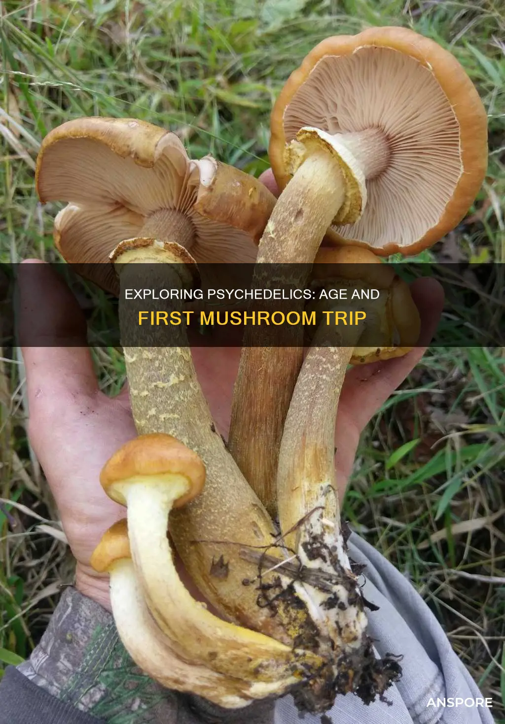 how old were you when you did mushrooms