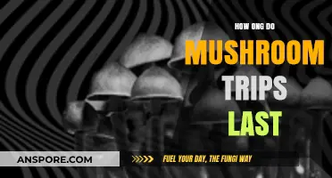 The Duration of Mushroom Trips: How Long Do They Last?