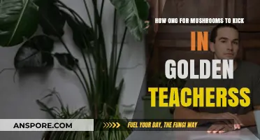 Exploring Golden Teachers: Understanding the Mushroom's Activation Timeline