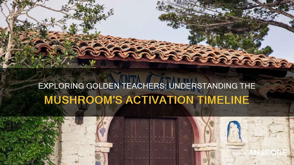 how ong for mushrooms to kick in golden teacherss