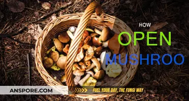 Mushroom Magic: Opening the Secrets of Fungi