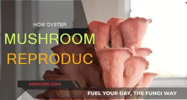 Oyster Mushrooms: Reproduction and Growth