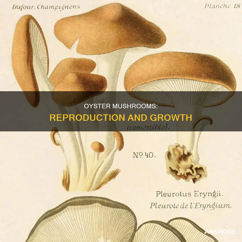 how oyster mushroom reproduce