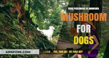 Ammonia Mushrooms: Toxicity Risks and Dangers for Dogs Explained