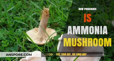 Ammonia Mushrooms: Unveiling Their Toxicity and Potential Dangers