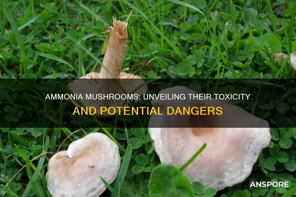 how poisonous is ammonia mushrooms