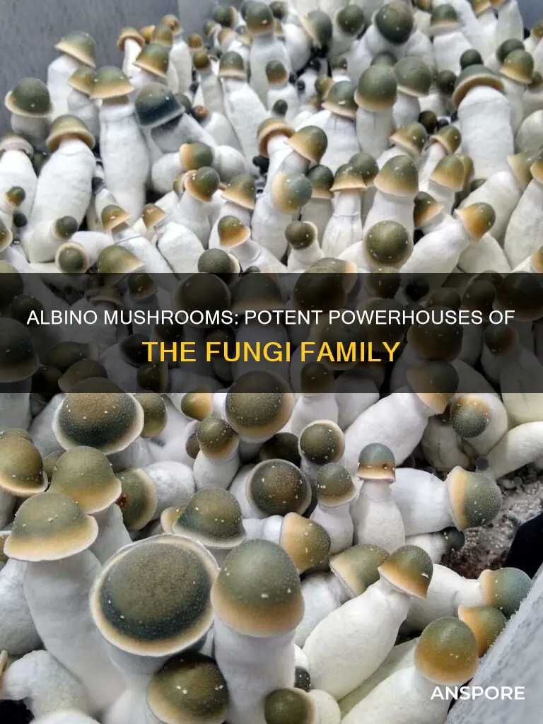 how potent are albino mushrooms