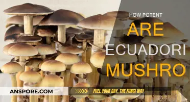 Ecuadorian Mushrooms: Potent Powerhouses of the Amazon