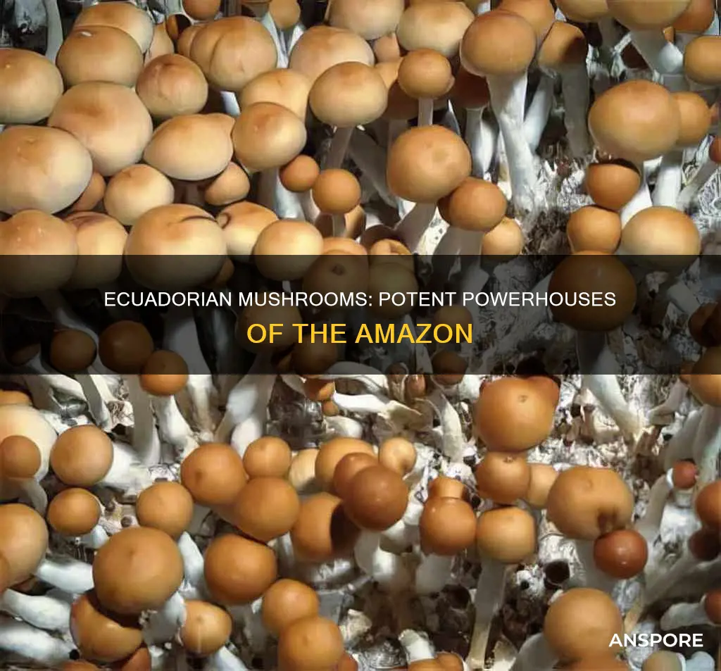 how potent are ecuadorian mushrooms