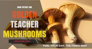 Golden Teacher Mushrooms: Potent Effects, Safe Trip