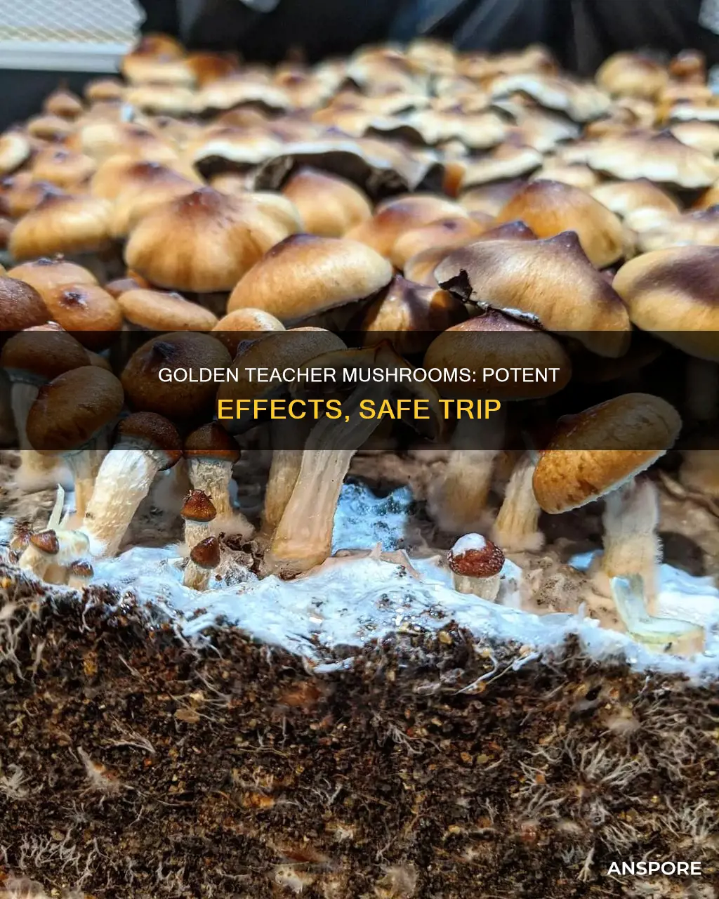 how potent are golden teacher mushrooms