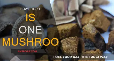 Magic Mushrooms: A Single Dose's Potency