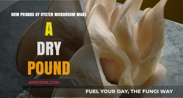 Oyster Mushroom Dehydration: Converting Fresh Pounds to Dry Weight